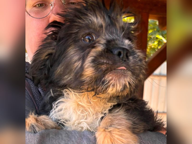 Mona, liebes Französisch Bulldoggen Mix Welpenmädchen geb. 05/2026