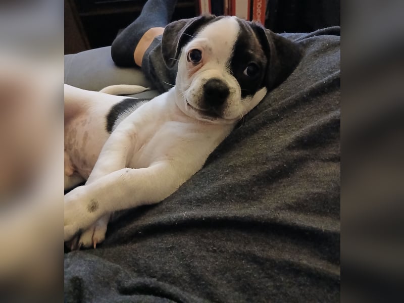 Französischen Bulldoggen Mix