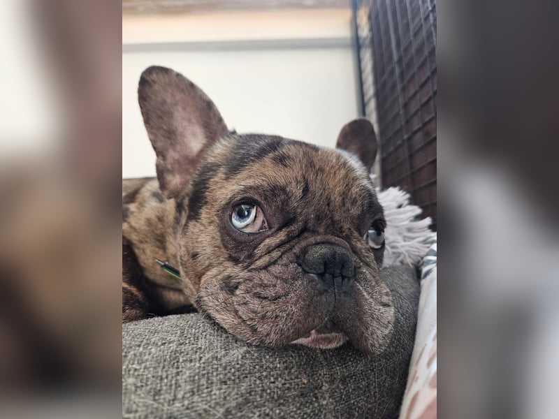 Vermittlungshilfe Mr. Bean ❤️