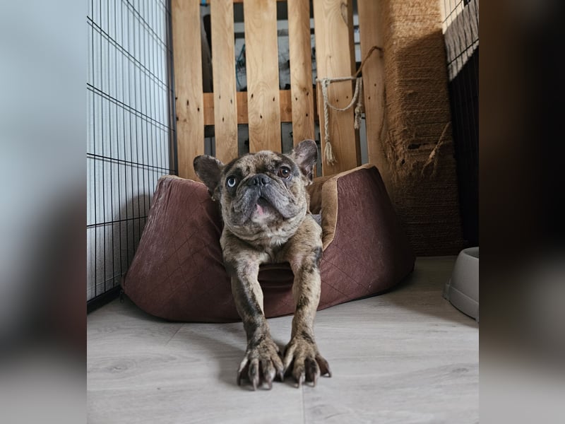 Vermittlungshilfe Mr. Bean ❤️