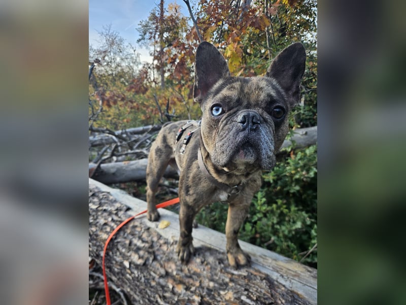 Vermittlungshilfe Mr. Bean ❤️