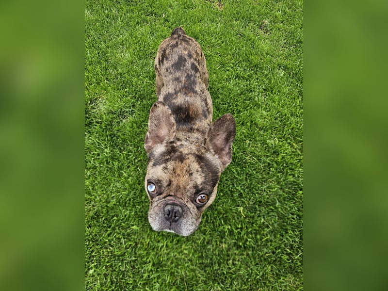 Vermittlungshilfe Mr. Bean ❤️