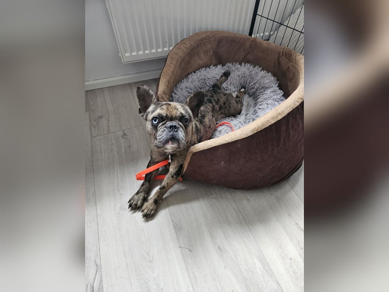 Vermittlungshilfe Mr. Bean ❤️