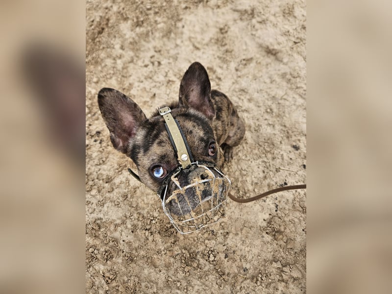 Vermittlungshilfe Mr. Bean ❤️