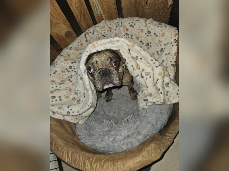 Vermittlungshilfe Mr. Bean ❤️