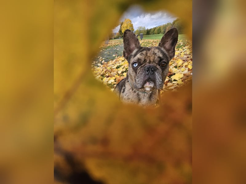 Vermittlungshilfe Mr. Bean ❤️