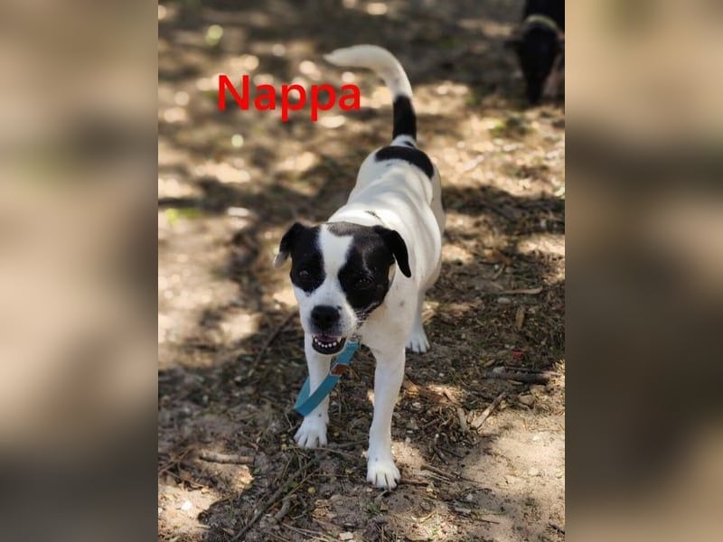 Nappa geb. 02/2024 (ESP) - wunderbare, hübsche Frenchie-Mix Hündin!