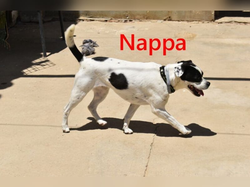 Nappa geb. 02/2024 (ESP) - wunderbare, hübsche Frenchie-Mix Hündin!