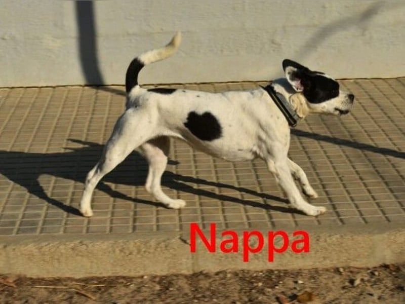 Nappa geb. 02/2024 (ESP) - wunderbare, hübsche Frenchie-Mix Hündin!