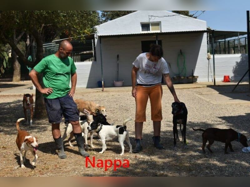 Nappa geb. 02/2024 (ESP) - wunderbare, hübsche Frenchie-Mix Hündin!