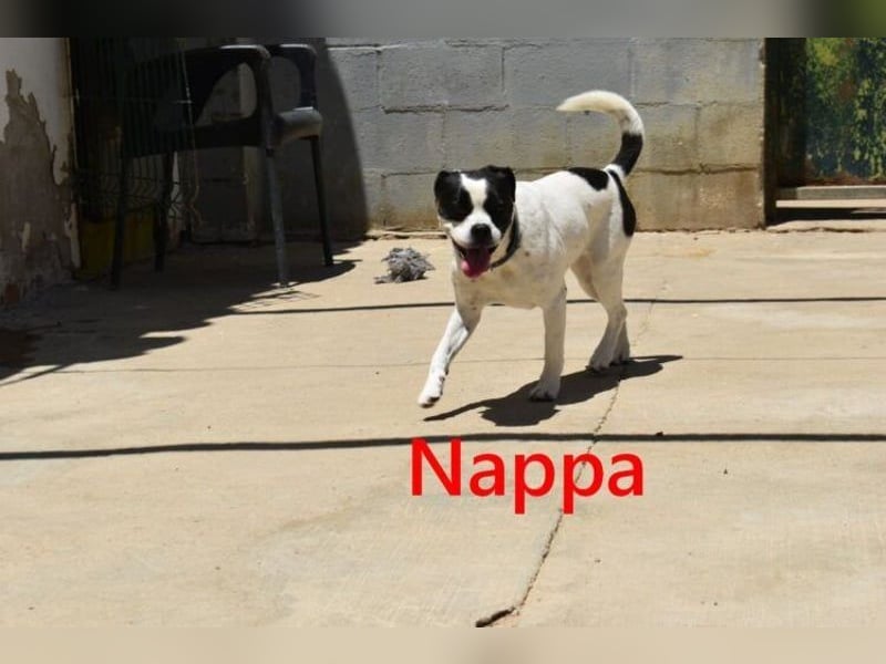 Nappa geb. 02/2024 (ESP) - wunderbare, hübsche Frenchie-Mix Hündin!