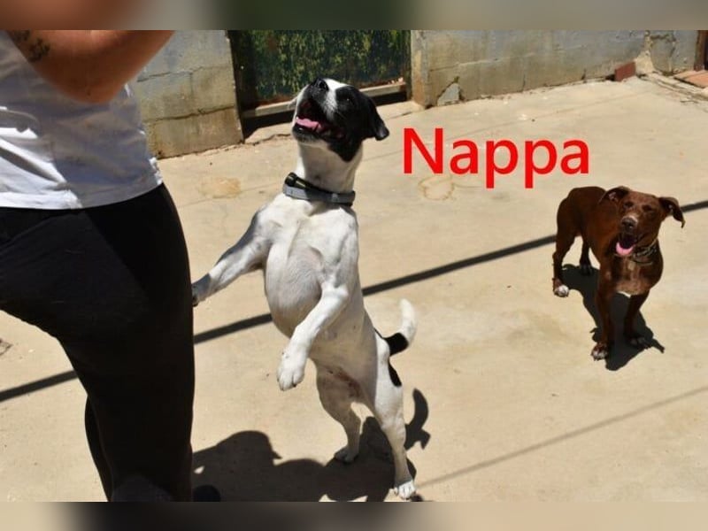 Nappa geb. 02/2024 (ESP) - wunderbare, hübsche Frenchie-Mix Hündin!