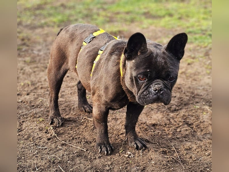 Mainty ist aktiv und bewegt sich gerne