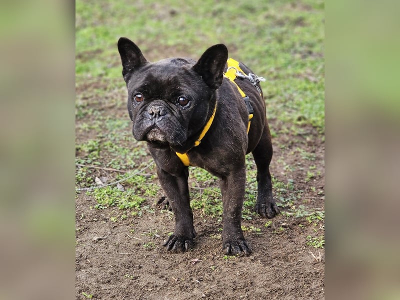 Mainty ist aktiv und bewegt sich gerne