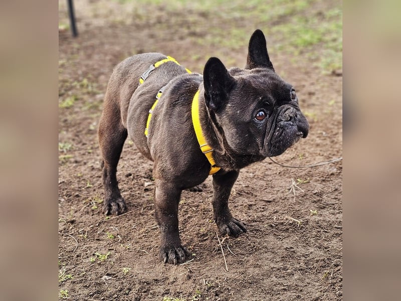 Mainty ist aktiv und bewegt sich gerne