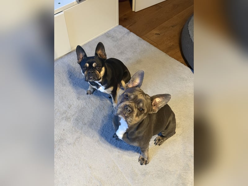 Französische Bulldogge Blue Tan Royal Jackson Deckrüde