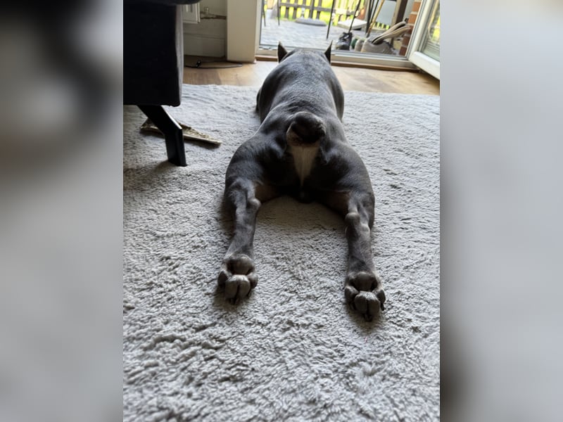 Französische Bulldogge Blue Tan Royal Jackson Deckrüde