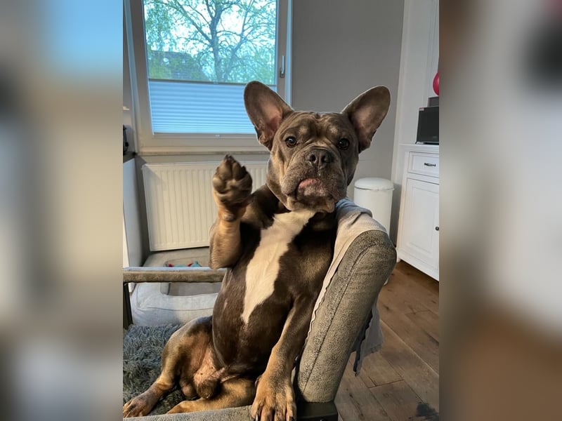 Französische Bulldogge Blue Tan Royal Jackson Deckrüde