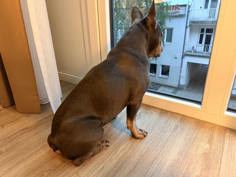 Französische Bulldogge Blue Tan Royal Jackson Deckrüde