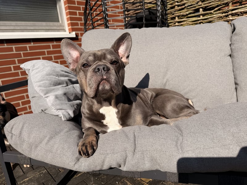 Französische Bulldogge Blue Tan Royal Jackson Deckrüde