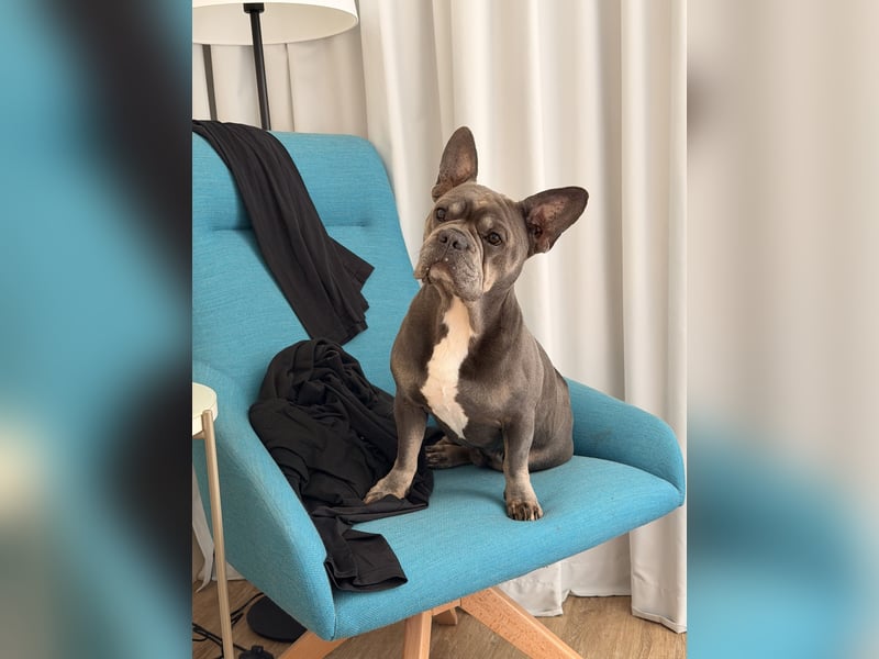 Französische Bulldogge Blue Tan Royal Jackson Deckrüde