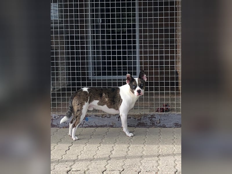  Merlin sucht endlich ein „Für-immer-Zuhause“ 