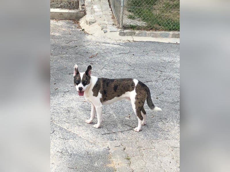  Merlin sucht endlich ein „Für-immer-Zuhause“ 