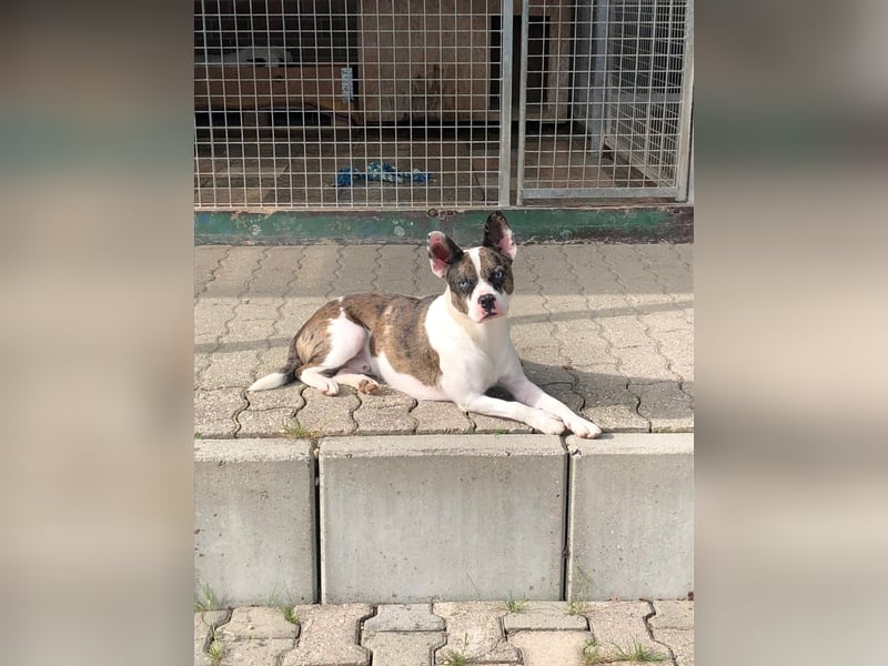  Merlin sucht endlich ein „Für-immer-Zuhause“ 