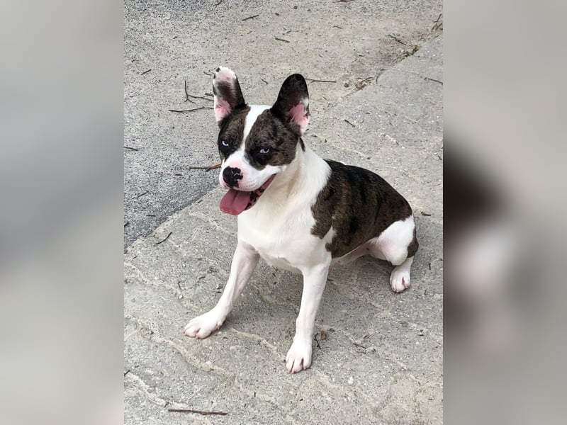  Merlin sucht endlich ein „Für-immer-Zuhause“ 