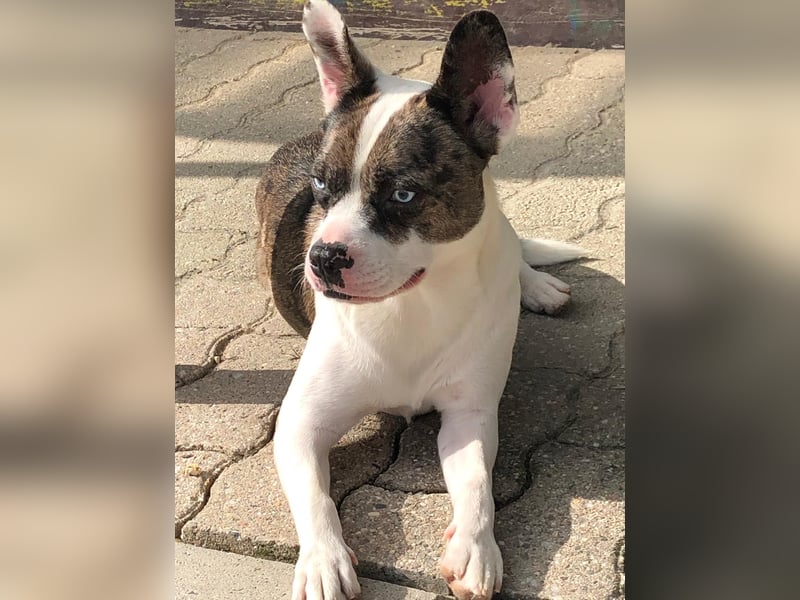  Merlin sucht endlich ein „Für-immer-Zuhause“ 