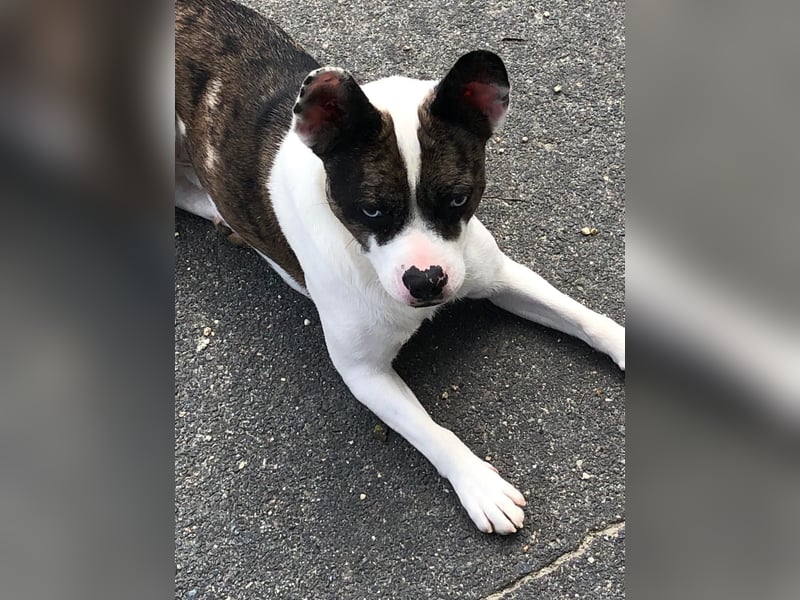  Merlin sucht endlich ein „Für-immer-Zuhause“ 