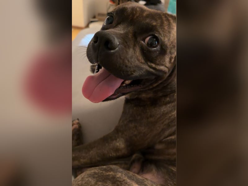 Französische Bulldogge Boxer Mixrüde sucht ein Zuhause