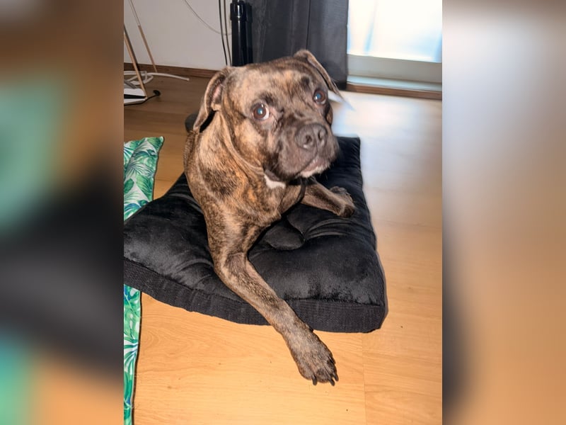 Französische Bulldogge Boxer Mixrüde sucht ein Zuhause
