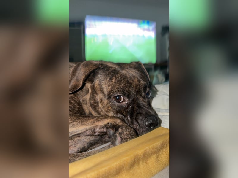 Französische Bulldogge Boxer Mixrüde sucht ein Zuhause