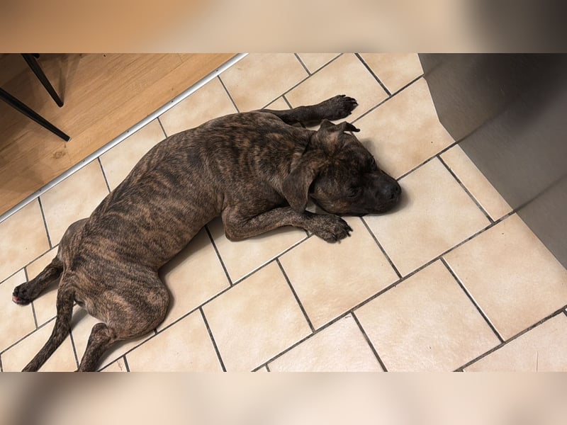 Französische Bulldogge Boxer Mixrüde sucht ein Zuhause