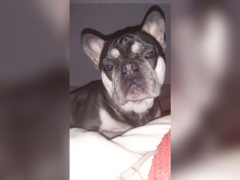 Französische Bulldogge Deckrüde in NRW