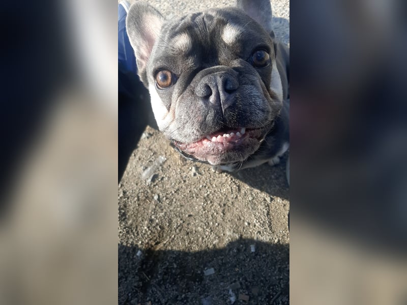 Französische Bulldogge Deckrüde in NRW