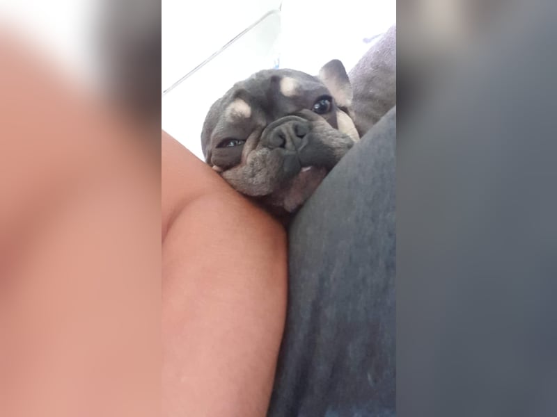 Französische Bulldogge Deckrüde in NRW