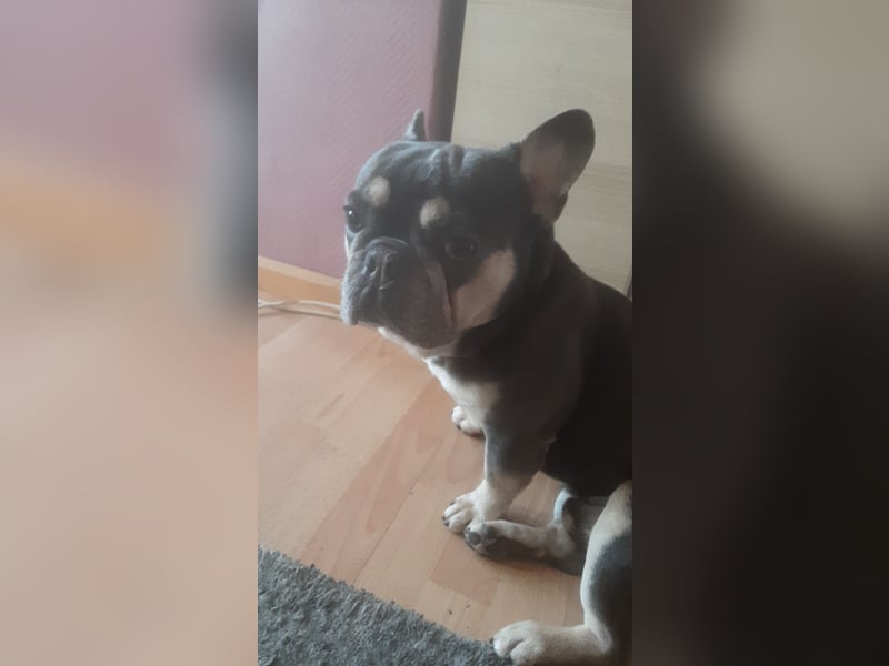 Französische Bulldogge Deckrüde in NRW