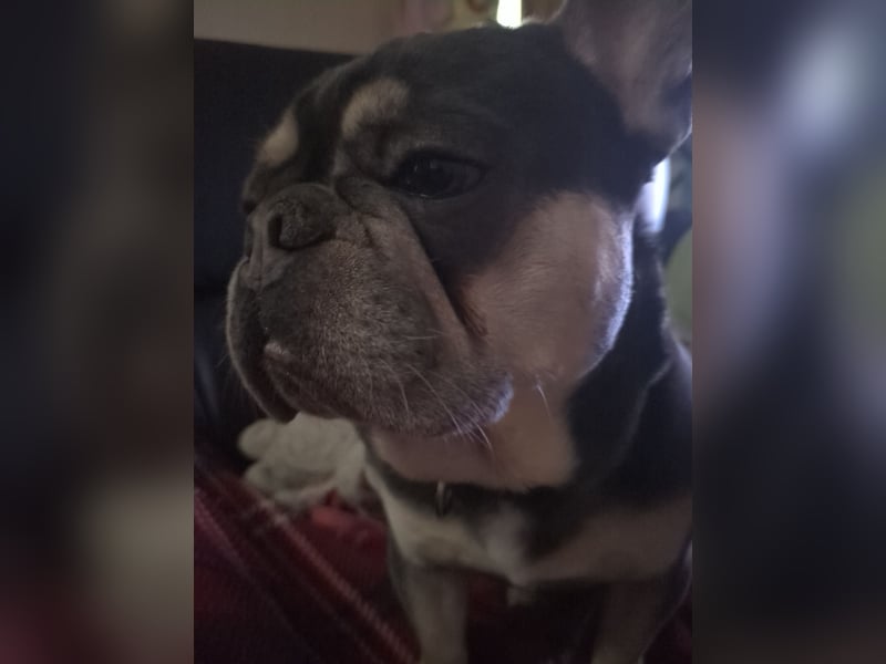 Französische Bulldogge Deckrüde in NRW