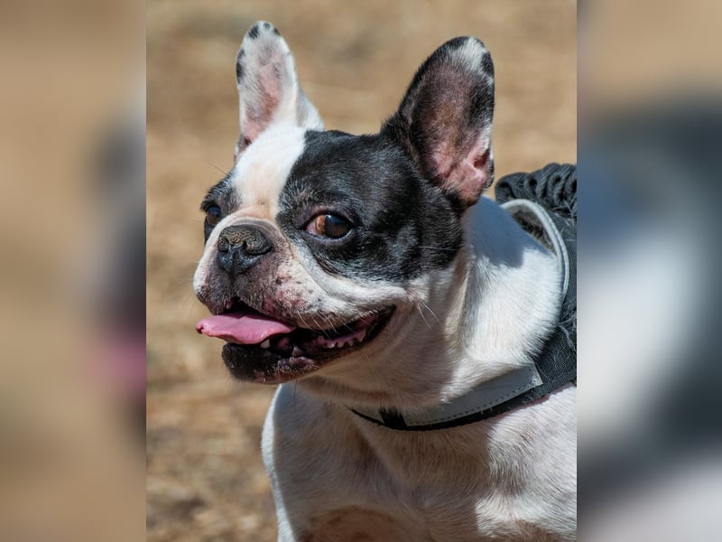 Balou – ein kleiner Clown