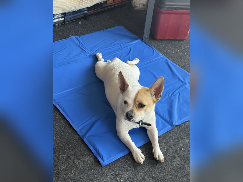 Kraemo - French Bulldog x Chihuahua Mix Rüde