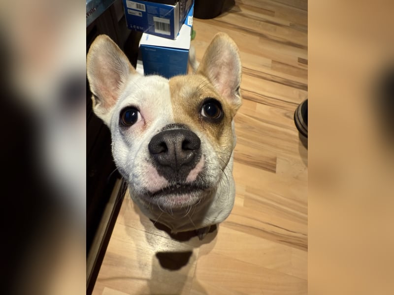 Kraemo - French Bulldog x Chihuahua Mix Rüde