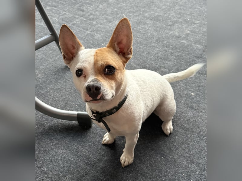 Kraemo - French Bulldog x Chihuahua Mix Rüde