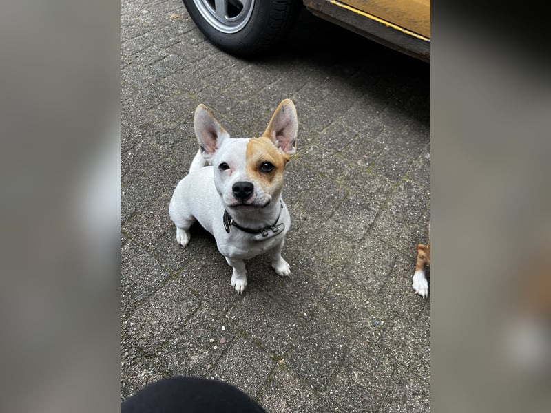 Kraemo - French Bulldog x Chihuahua Mix Rüde
