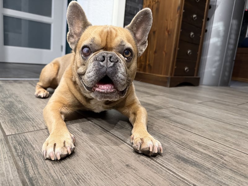 Französische Bulldogge Rüde sucht neues Zuhause