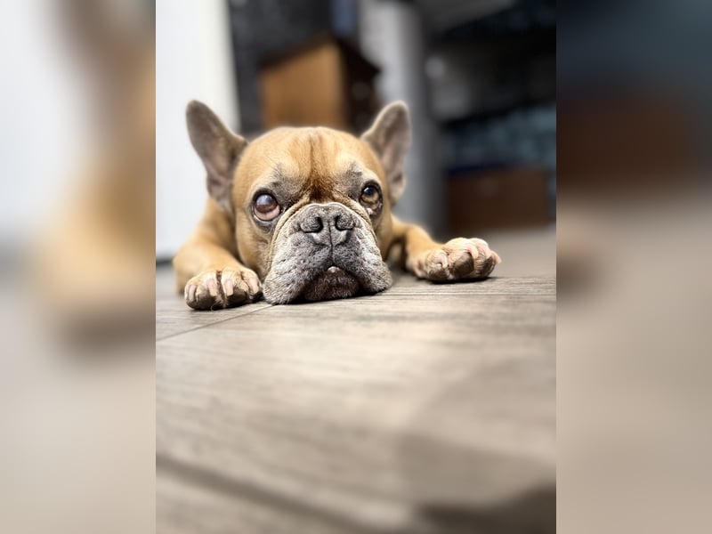 Französische Bulldogge Rüde sucht neues Zuhause