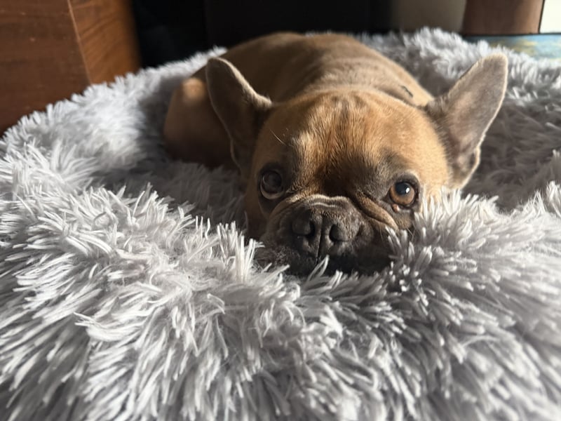 Französische Bulldogge Rüde sucht neues Zuhause