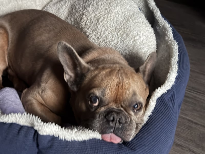 Französische Bulldogge Rüde sucht neues Zuhause