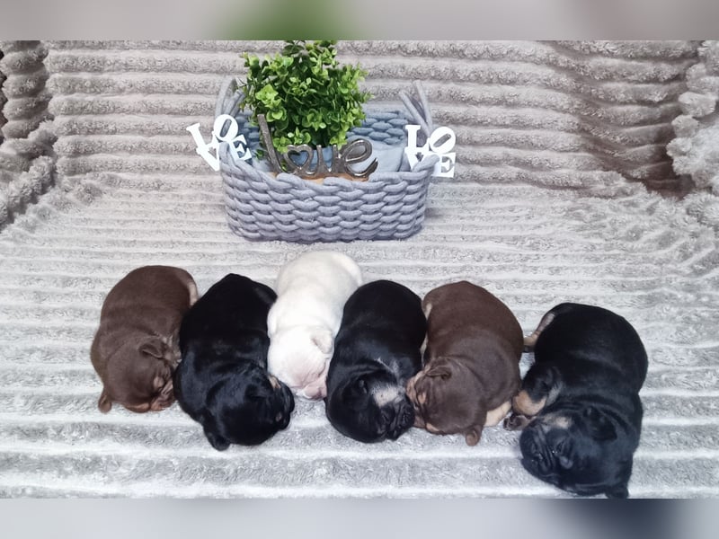 Französische Bulldogge Welpen in exklusiven Farben